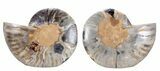 Split Black/Orange Ammonite Pair - Unusual Coloration #55606-1